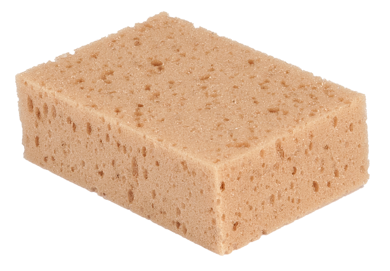 Tafelschwamm 